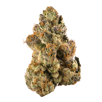 Gelato# 43 // 14G